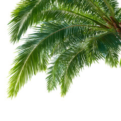 Sago Palm Fronds, isolated on transparent background