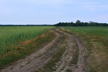 A dirt road winding through a green field under a coudy evening sky