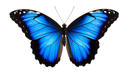 Fototapeta premium Blue Morpho Butterfly Isolated on Transparent PNG Background