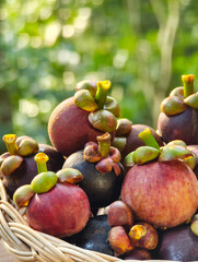 Mangosteen in a basket in the garden