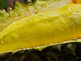 fresh organic durian in garden