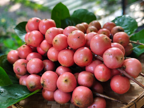 Red mafai in the basket