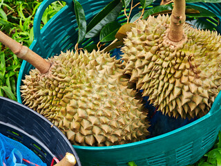 Organic durian in the garden