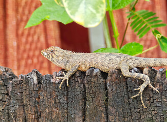 Lizard on a tree stump