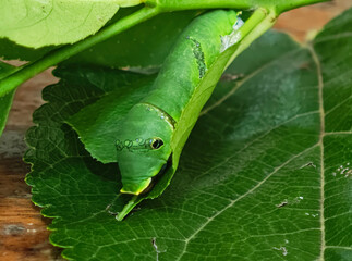 Caterpillar sleeps on a lemon leaf.