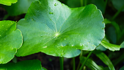 Fresh Gotu Kola in the Garden