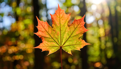 A vibrant maple leaf shines with autumn colors against a blurred forest backdrop creating a seasonal, natural scene.