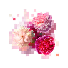 Creative composition of white and pink peony flowers isolated. Floral clipart collage with pixel...