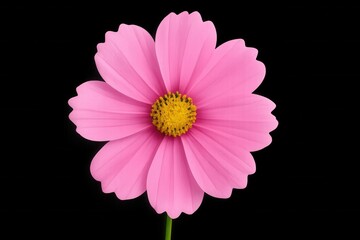A single pink flower with a yellow center on a black background