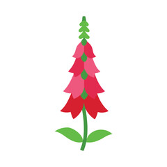 Elegant foxglove flower with bell shaped blooms on tall stems for cottage garden themes Vector illustration on white background