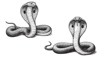 Fototapeta premium Vintage engraved cobra in striking hooded pose with solid black bold linework on white background