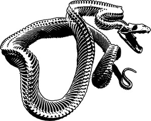 the skeleton of a snake. SVG