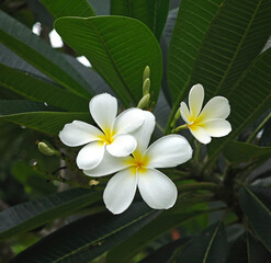 blossom frangipani in the garden