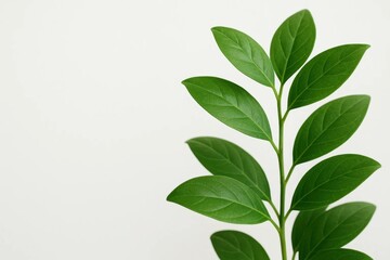 Fototapeta premium A plant with green leaves on a white background