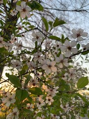 apple tree blossom