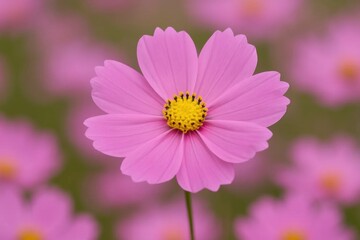 A pink flower with a yellow center in a field of pink flowers
