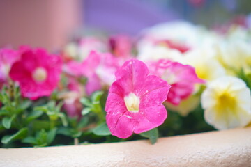 鮮やかなピンクのペチュニアが中心に咲く、春らしい花の寄せ植え