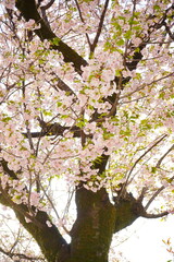 満開の桜が空に向かって枝を伸ばす、春の美しい桜の木全体像

