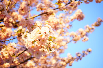青空を背景に美しく咲き誇る、満開の桜の花のクローズアップ