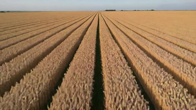 In this peaceful stock video, a forward-moving drone reveals infinite parallel wheat tracks bathed in soft evening light over the prairie