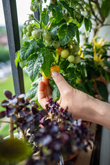 Closeup of female arm examing of homegrown yellow tomato cherry plants in pots on balcony. Hobby -...