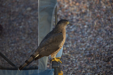 Hawk perched on a chair arm