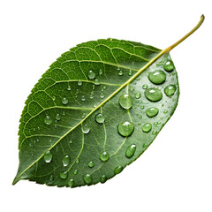 A single fresh green leaf with sparkling dew water drops isolated on a transparent background png