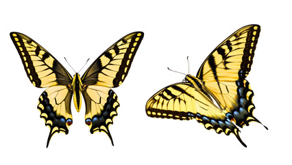 Obraz premium Two Yellow Swallowtail Butterflies on White Background 
