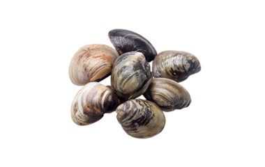 raw clams isolated on transparent background