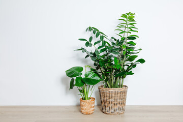 Zamiokulkas and monstera plants in beautiful wicker pots on the floor near white wall. Houseplants...