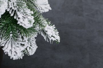 A close-up of a snow-covered pine branch against a dark background