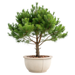 A small green pine tree in a pot, a decorative houseplant isolated on a transparent background png