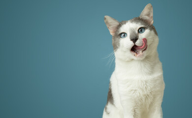 Happy cat licks his lips. Portrait of a white-gray kitten with blue eyes, looking straight ahead. Cute hungry cat, studio photo, free space isolated
