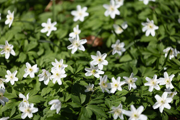 A lush garden view showcasing an abundance of white anemone flowers in full bloom under sunlight.