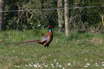 A colorful pheasant stands in a grassy field with a wire fence and trees in the background.