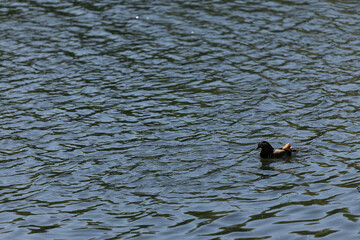 A lone mandarin duck glides gracefully across rippling blue water under natural daylight.