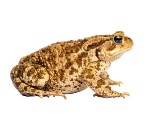 A close up shot of a light brown cane toad against a black background isolated on transparent background