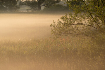 Drzewo we mgle i słońcu, tło natury.  © Elżbieta Kaps