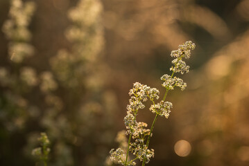 Białe kwiaty przytulii pospolitej na łące, tło natury.  © Elżbieta Kaps