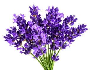  “Isolated Lavender Flower with Purple Petals, isolated on transparent background PNG