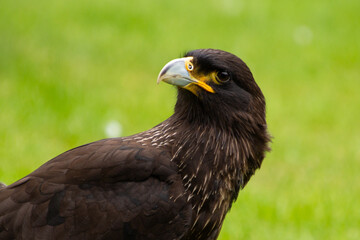 Falkand caracara