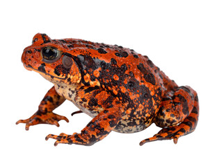 A close up of a colorful orange and black cane toad on a black background isolated on transparent background