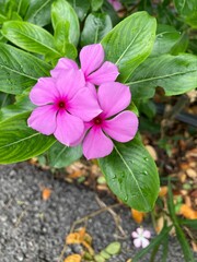 Lush green leaves surround vibrant pink Madagascar Periwinkle blossoms. Dewdrops glisten, adding a...