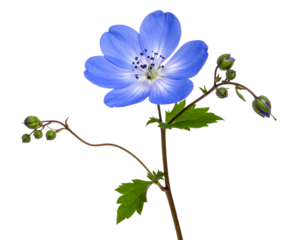 Side Profile of Blue Mist Flower Stem with Buds and Leaves, isolated on a transparent background.