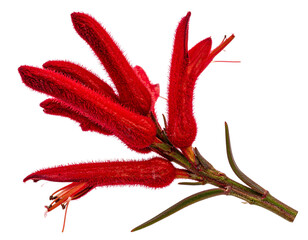 Fototapeta premium Side View of Red Kangaroo Paw Flower with Fuzzy Tubular Petals, isolated on a transparent background.