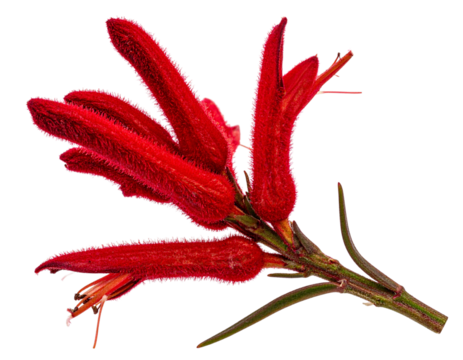 Side View of Red Kangaroo Paw Flower with Fuzzy Tubular Petals, isolated on a transparent background.