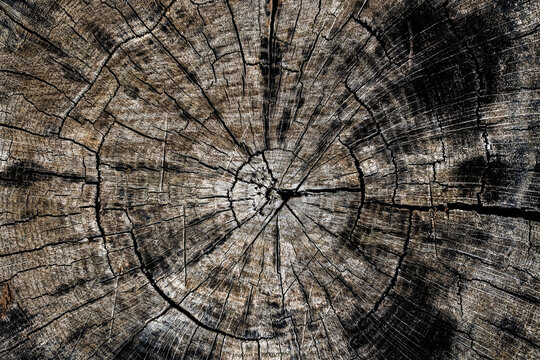 Game Tree Rings Texture Tree Ring Texture Images – Browse 168,521 Stock Photos, Vectors, and ...