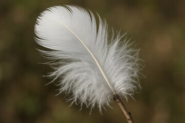Obraz premium A white feather on a twig with a blurry background