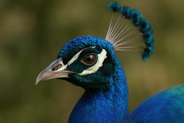  A close up of a peacock's head with a green background