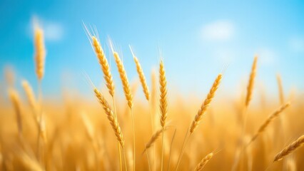 Golden wheat stalks sway gently in the warm summer breeze under a clear blue sky